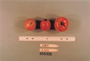 Click for 1 image(s) for this accession. FRUIT